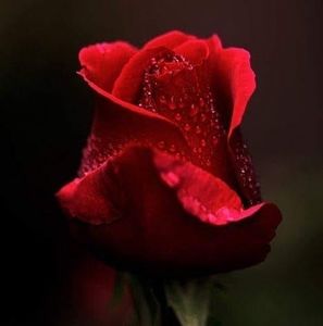 Meet your Posher, Rouby